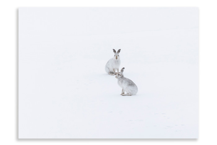 Hares in a Snowy Landscape
